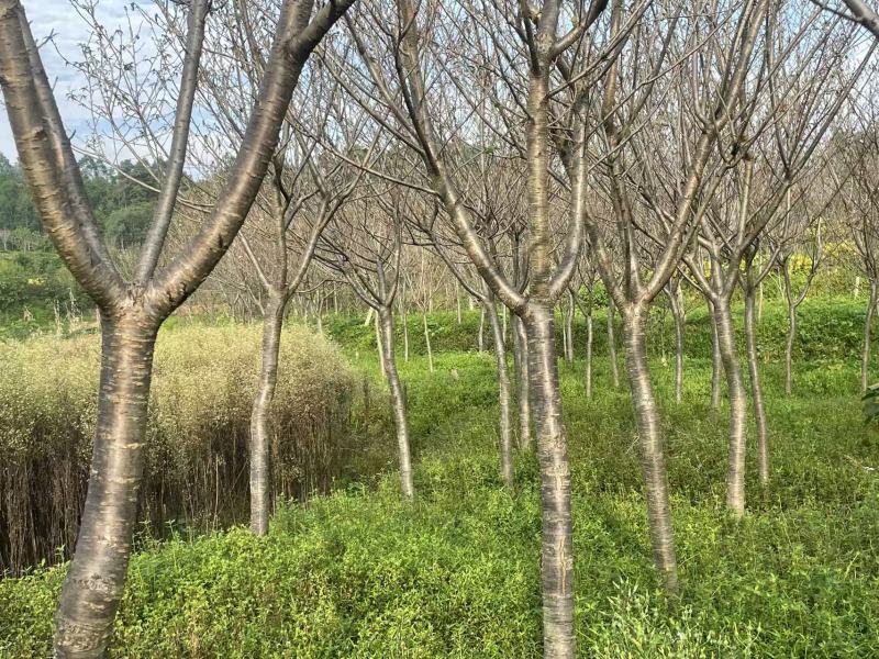 【樱花树】9公分晚樱/早樱/全国发货/整棵带泥/欢迎来电