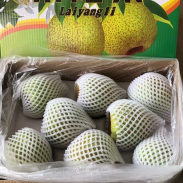 出售正宗莱阳慈梨，香甜可口，吃过的都，量大优惠，欢迎来电