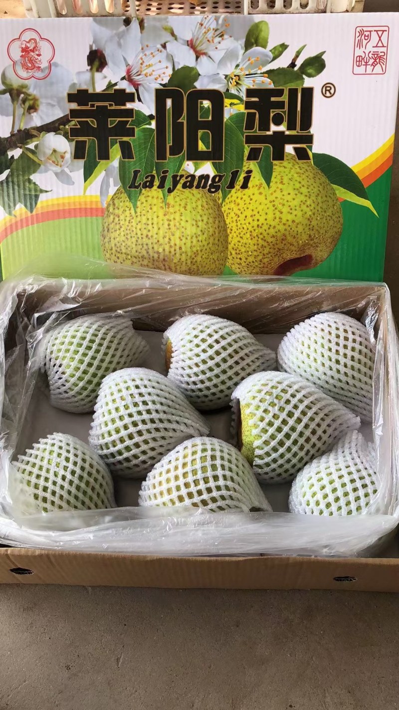 出售正宗莱阳慈梨，香甜可口，吃过的都，量大优惠，欢迎来电