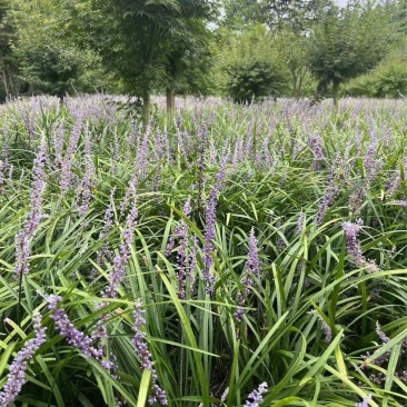重庆兰花三七批发重庆苗木基地供应各类规格兰花三七基地