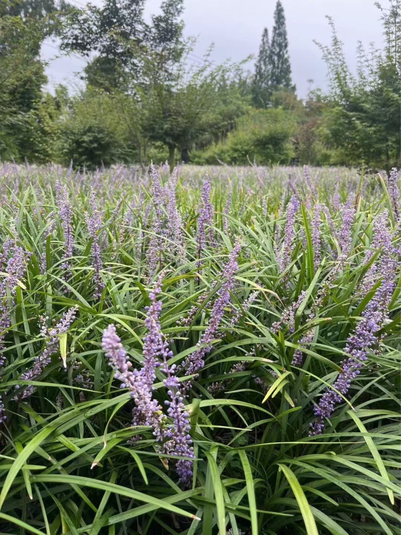 重庆兰花三七批发重庆苗木基地供应各类规格兰花三七基地