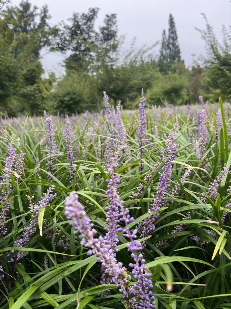 重庆兰花三七批发重庆苗木基地供应各类规格兰花三七基地