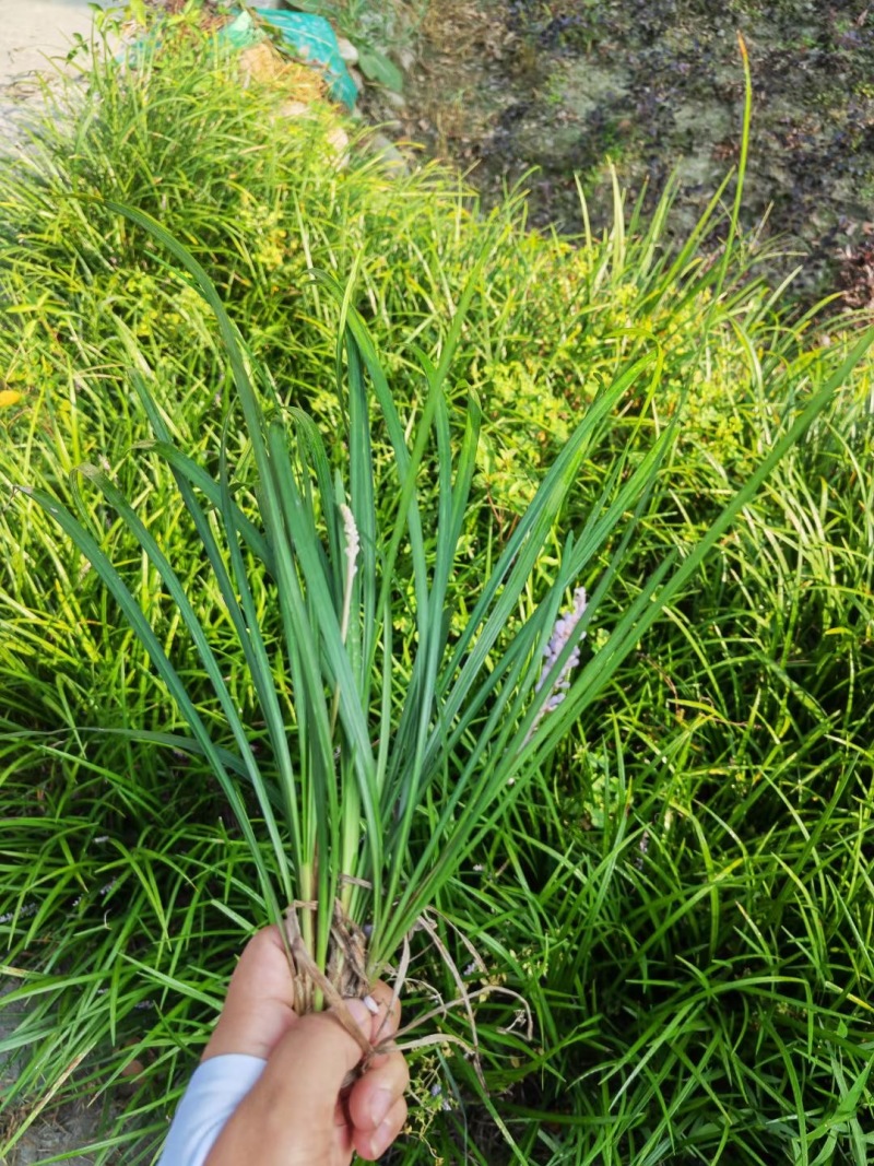 重庆兰花三七批发重庆苗木基地供应各类规格兰花三七基地