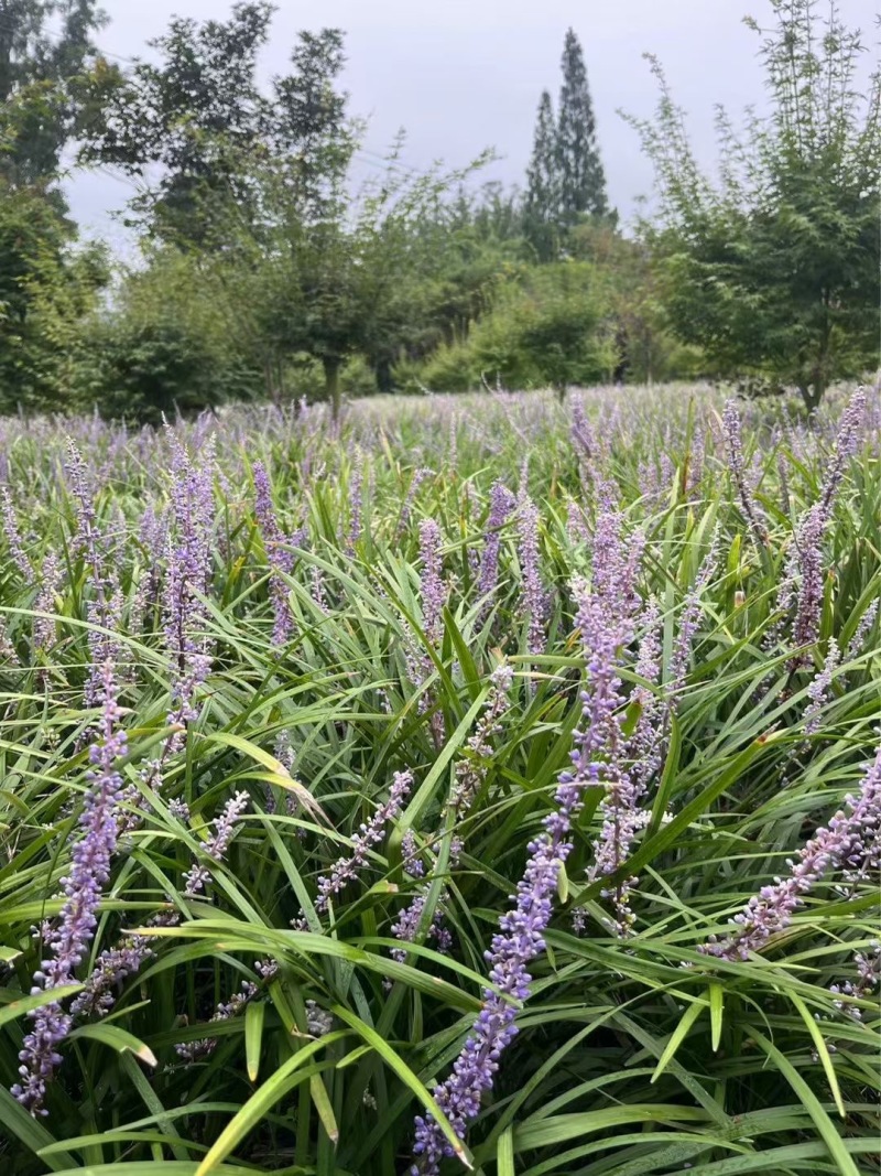 重庆兰花三七批发重庆苗木基地供应各类规格兰花三七基地