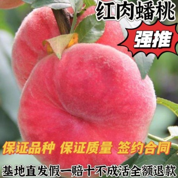 红肉蟠桃树苗果实脆甜离核基地直发先挖苗发货不成活全额退款