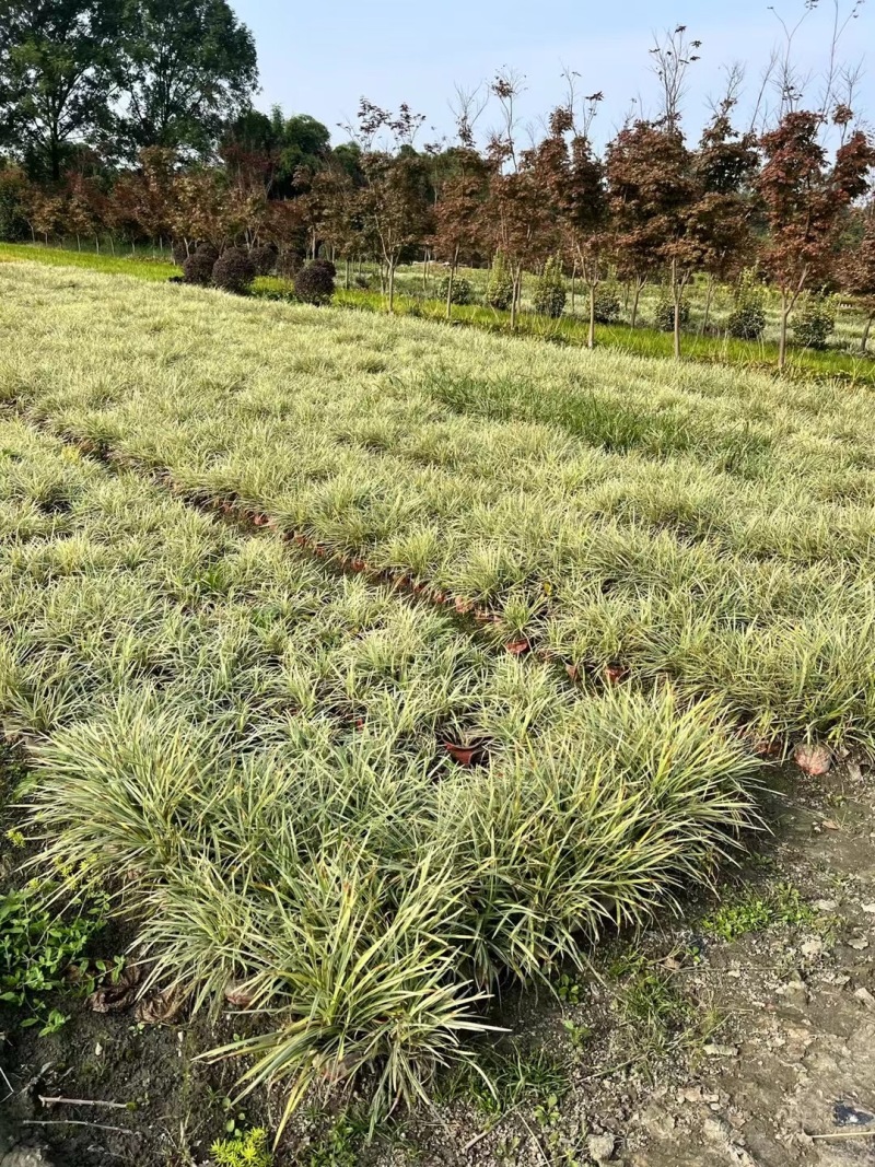 成都银边草批发成都苗木基地供应各类规格银边草基地直销