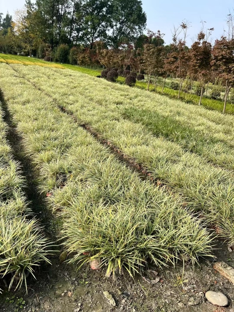 贵州银边草批发贵州苗木基地供应各类规格银边草基地直销