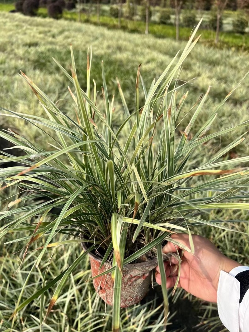 贵州银边草批发贵州苗木基地供应各类规格银边草基地直销