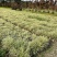贵州银边草批发贵州苗木基地供应各类规格银边草基地直销