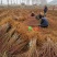 红肉蟠桃树苗果实脆甜离核基地直发先挖苗发货不成活全额退款