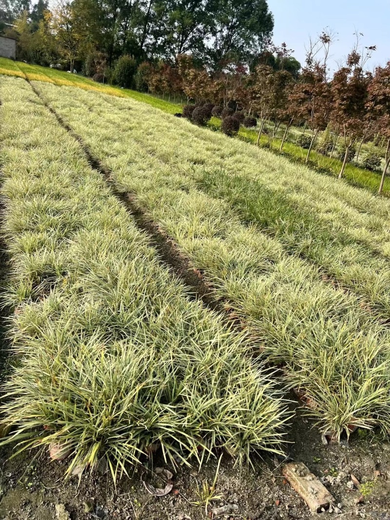 重庆银边草批发重庆苗木基地供应各类规格银边草基地直销