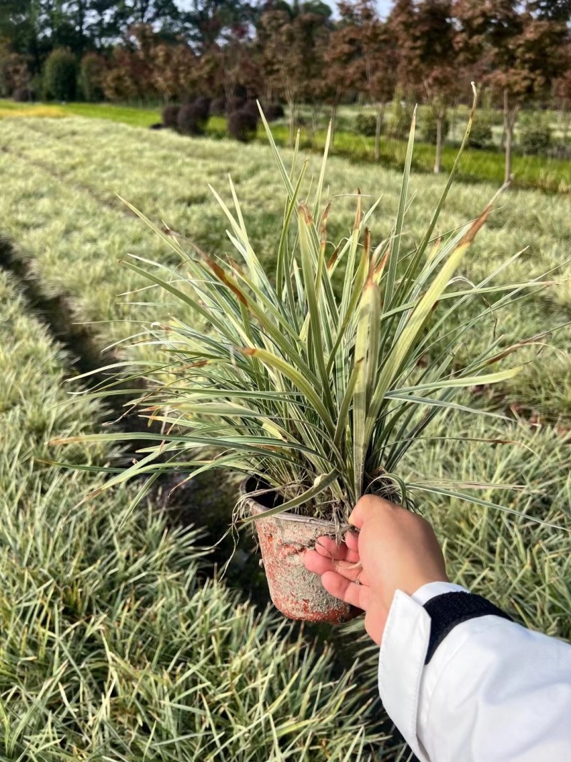 重庆银边草批发重庆苗木基地供应各类规格银边草基地直销