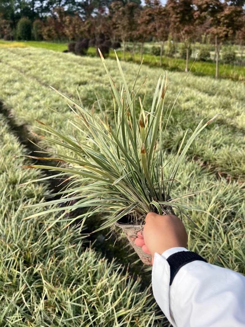 重庆银边草批发重庆苗木基地供应各类规格银边草基地直销