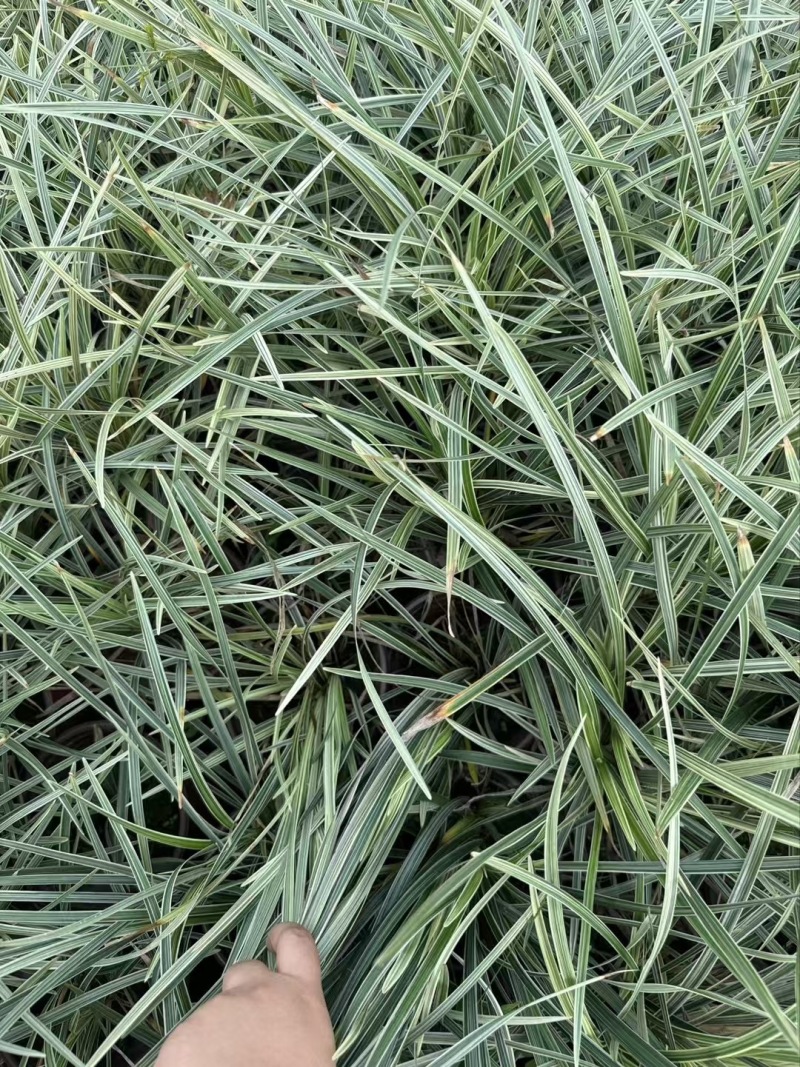重庆银边草批发重庆苗木基地供应各类规格银边草基地直销