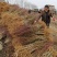 红肉蟠桃树苗果实脆甜离核基地直发先挖苗发货不成活全额退款