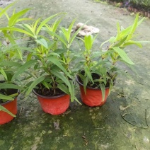 成都墨西哥鼠尾草批发成都苗木基地供应各类规格鼠尾草基地