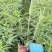 成都墨西哥鼠尾草批发成都苗木基地供应各类规格鼠尾草基地