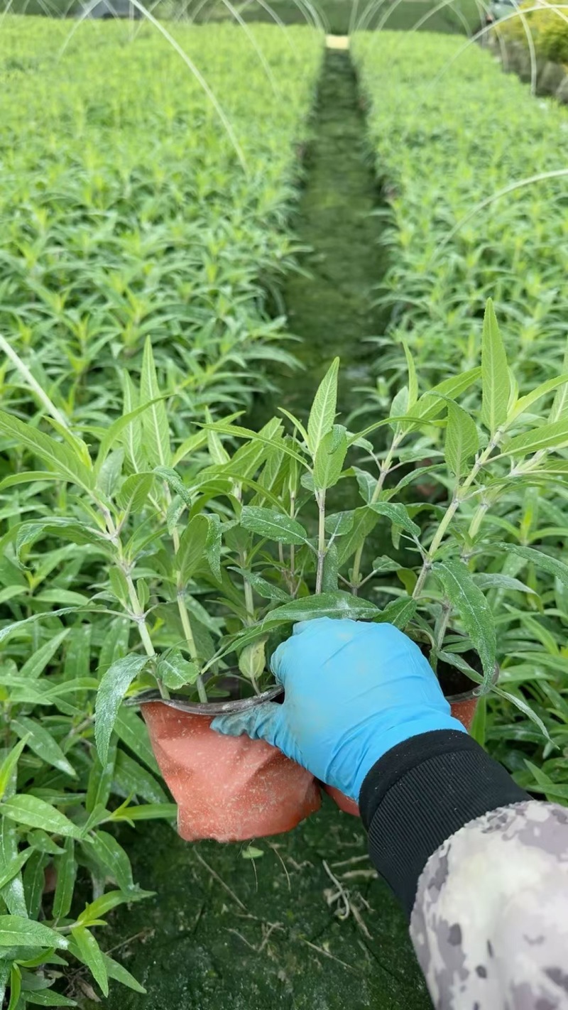 贵州墨西哥鼠尾草批发贵州苗木基地供应各类规格鼠尾草基地