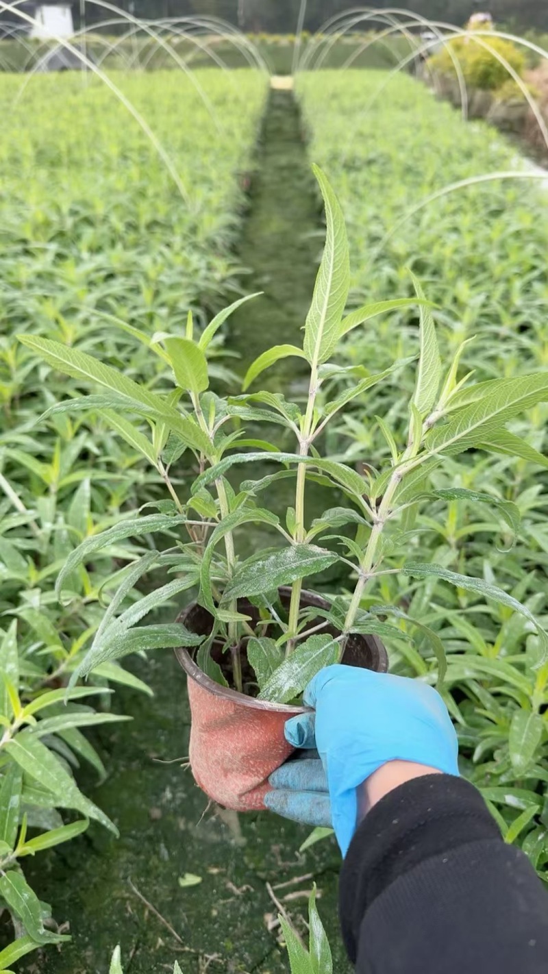 贵州墨西哥鼠尾草批发贵州苗木基地供应各类规格鼠尾草基地