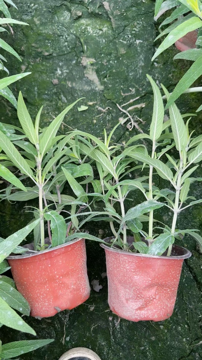 贵州墨西哥鼠尾草批发贵州苗木基地供应各类规格鼠尾草基地