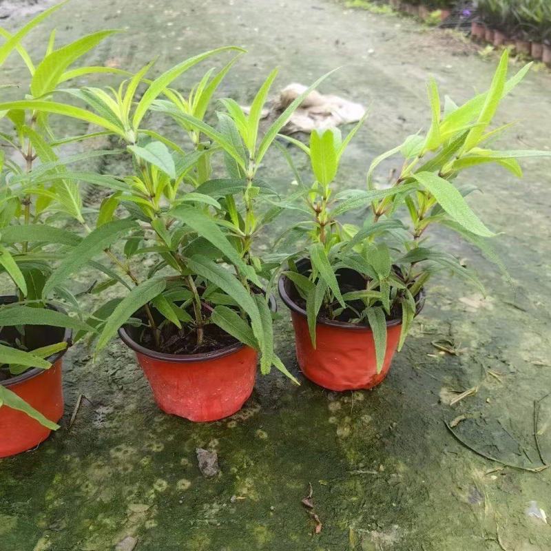 重庆墨西哥鼠尾草批发重庆苗木基地供应各类规格鼠尾草基地