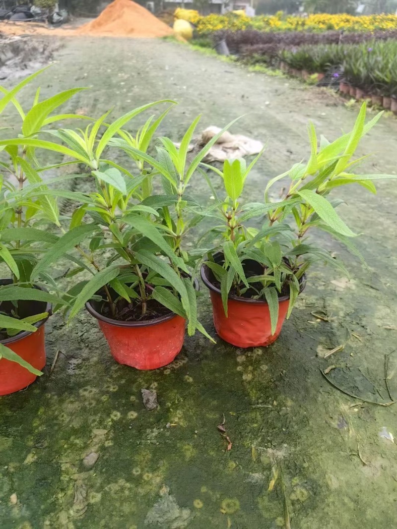 重庆墨西哥鼠尾草批发重庆苗木基地供应各类规格鼠尾草基地