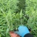 重庆墨西哥鼠尾草批发重庆苗木基地供应各类规格鼠尾草基地