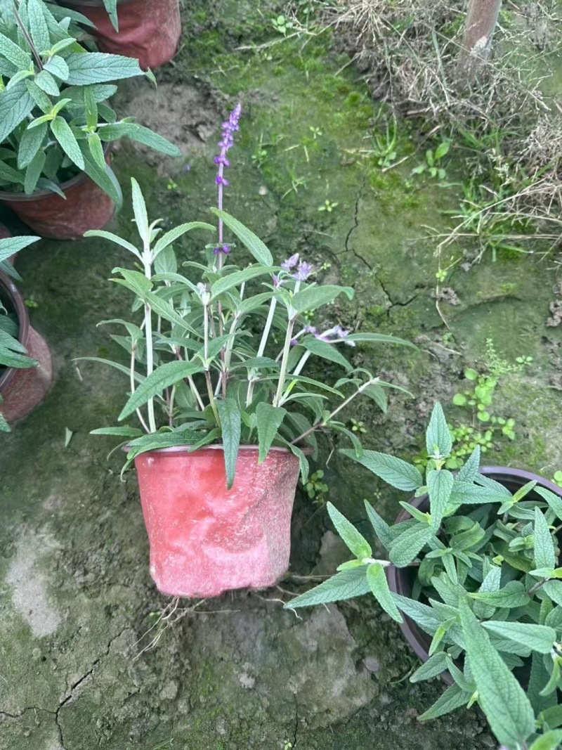 重庆墨西哥鼠尾草批发重庆苗木基地供应各类规格鼠尾草基地