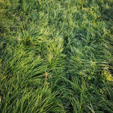 湖北襄阳麦冬草基地直发，货量充足，视频看货对接全国