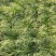 湖北襄阳麦冬草基地直发，货量充足，视频看货对接全国