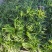 湖北襄阳麦冬草基地直发，货量充足，视频看货对接全国