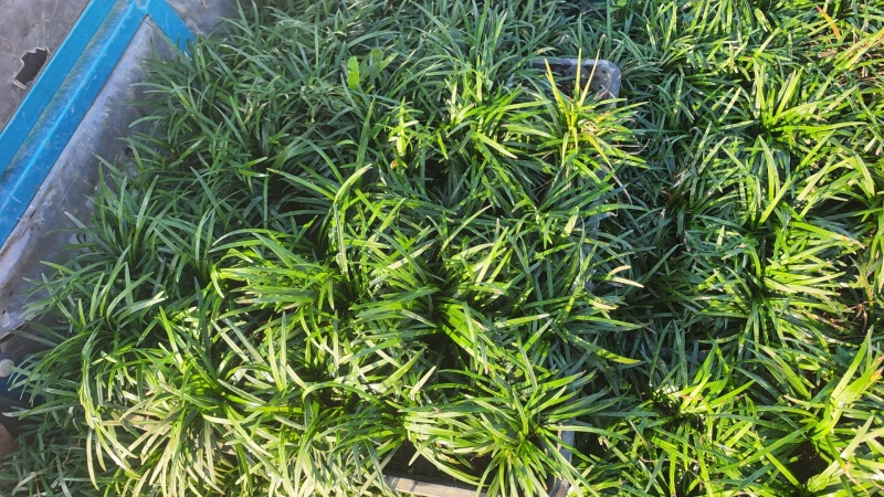 湖北襄阳麦冬草基地直发，货量充足，视频看货对接全国