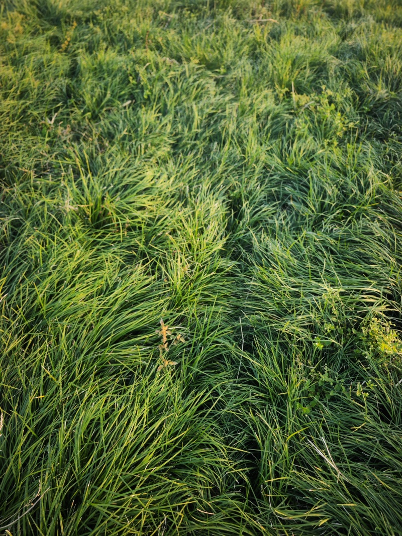 湖北襄阳麦冬草基地直发，货量充足，视频看货对接全国