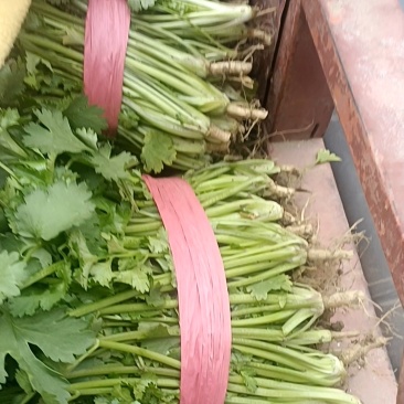 常年提供优质大棚香菜，陆地香菜，一次合作终身朋友，欢迎采购！