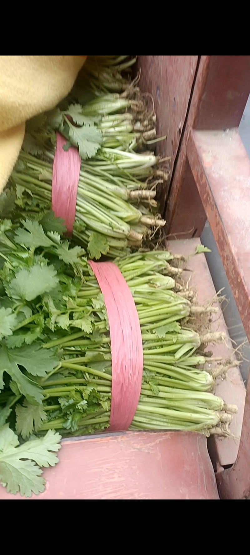常年提供优质大棚香菜，陆地香菜，一次合作终身朋友，欢迎采购！