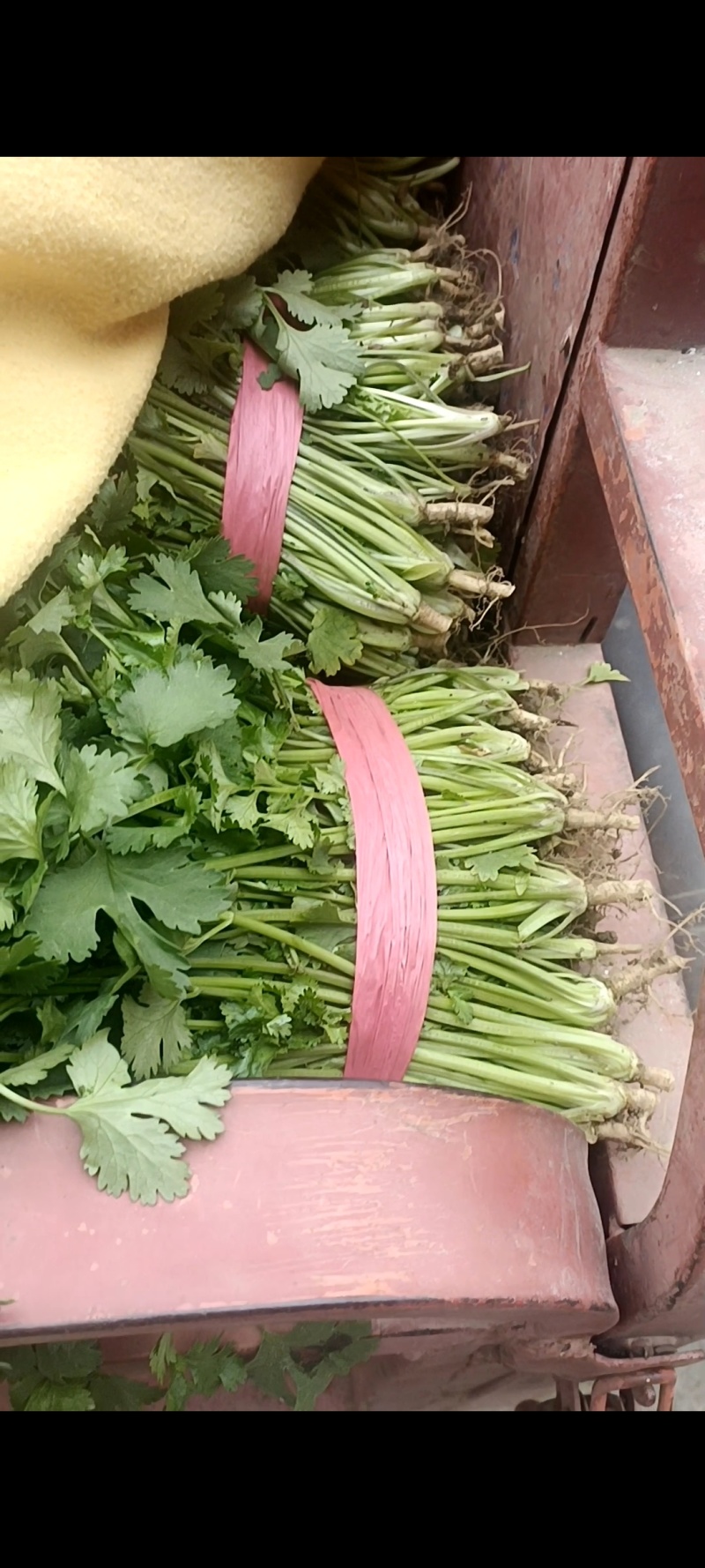 常年提供优质大棚香菜，陆地香菜，一次合作终身朋友，欢迎采购！