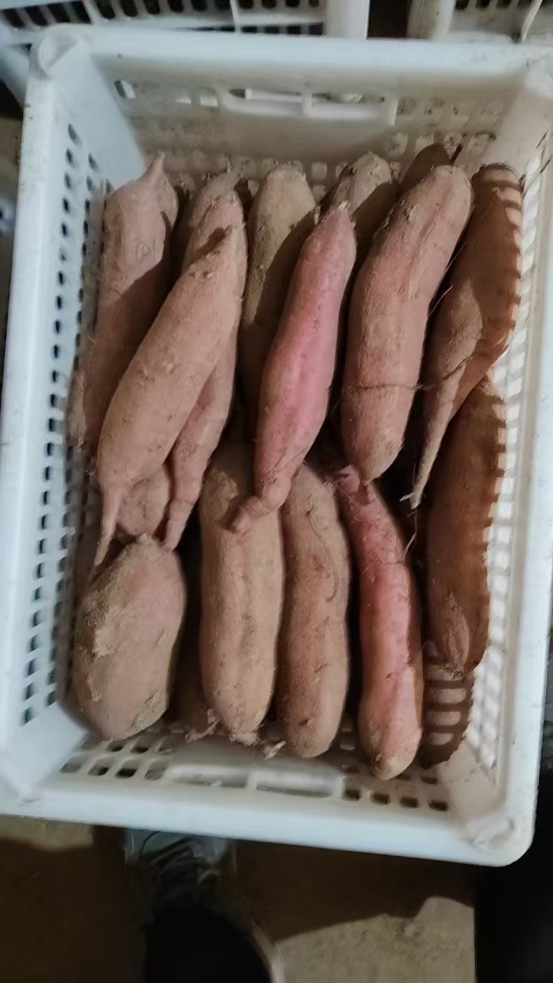 精品板栗薯，窖里货，个头均匀，纯纯条子货，质量杠杠
