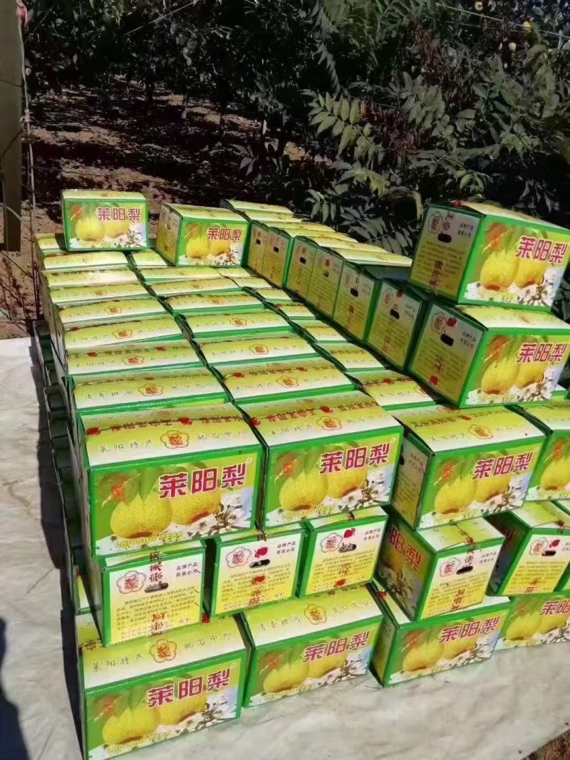 出售正宗莱阳慈梨，香甜可口，吃过的都，量大优惠，欢迎来电