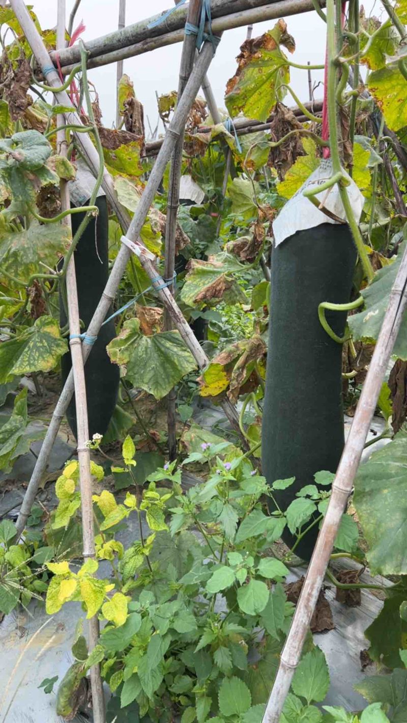 黑皮吊冬瓜基地冬瓜精品冬瓜基地直发