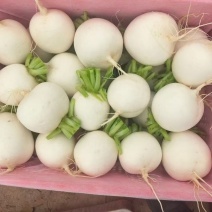 四川精品圆萝卜，诚信经营，质量为本