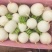 四川精品圆萝卜，诚信经营，质量为本