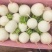 四川精品圆萝卜，诚信经营，质量为本