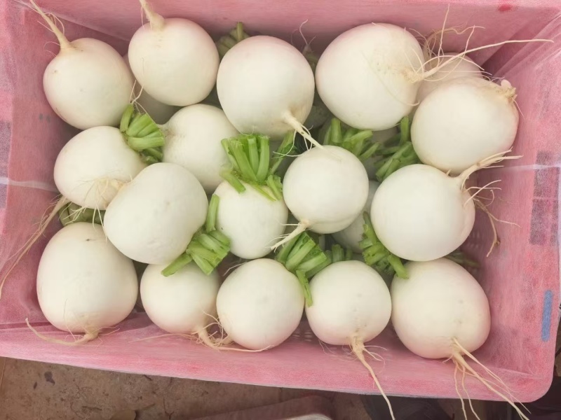 四川精品圆萝卜，诚信经营，质量为本