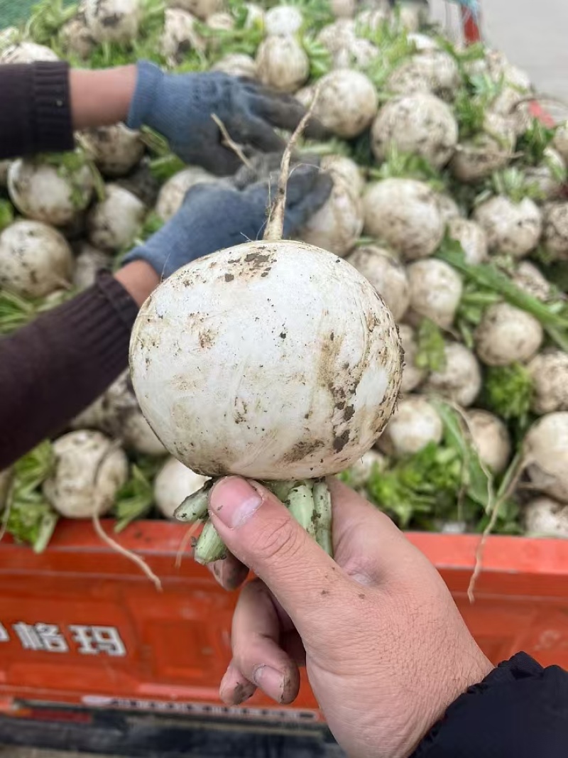 四川精品圆萝卜，诚信经营，质量为本