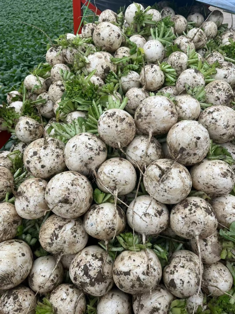 四川精品圆萝卜，诚信经营，质量为本