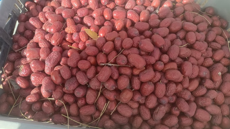 新疆灰枣和田吊干灰枣核小皮薄肉厚农户直发不加工不打蜡包邮
