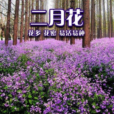 二月兰种子四季种易活二月兰花籽多年生宿根种子耐阴