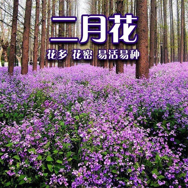 二月兰种子四季种易活二月兰花籽多年生宿根种子耐阴