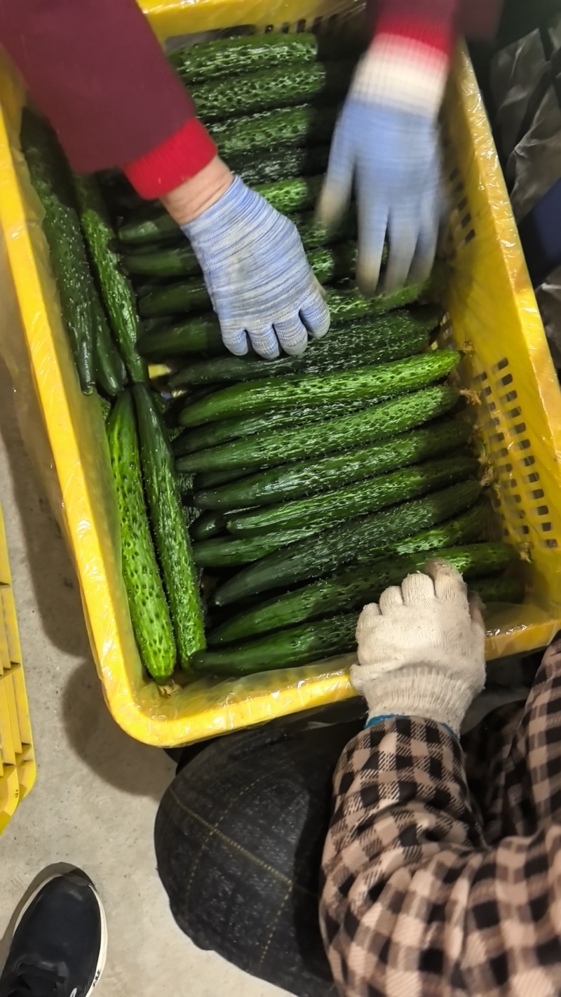 热卖安阳黄瓜大量上市，青瓜顶花，商超品质对接电商批发档口