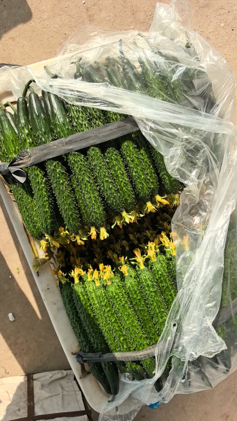 热卖安阳黄瓜大量上市，青瓜顶花，商超品质对接电商批发档口